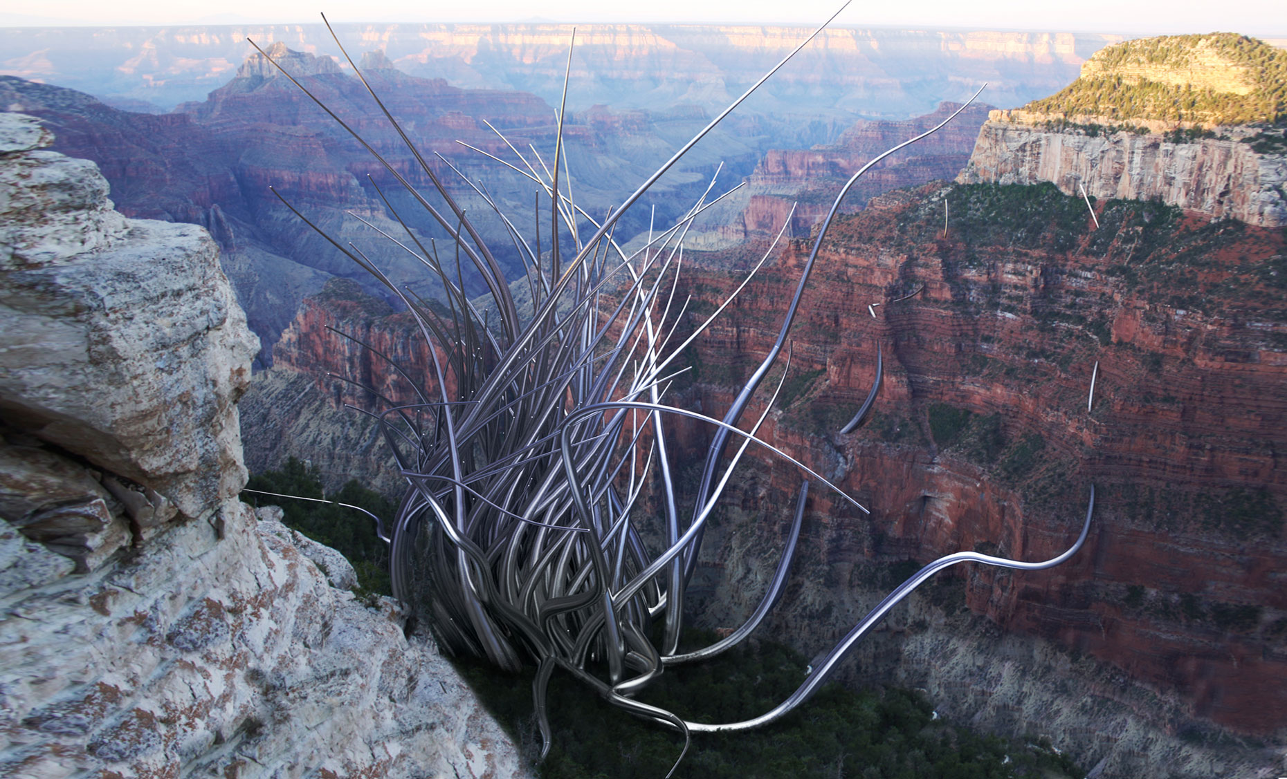 Invasion: North Rim Grand Canyon